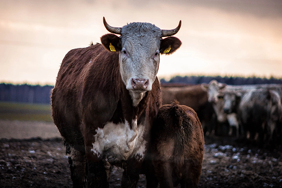 A bull in the herd