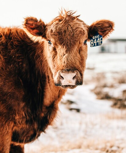 Cattle on pasture